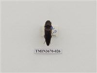 藏品(叩頭蟲(1))的圖片